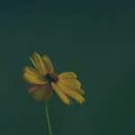 Eine echte Geschichte aus der AtemFlow Community