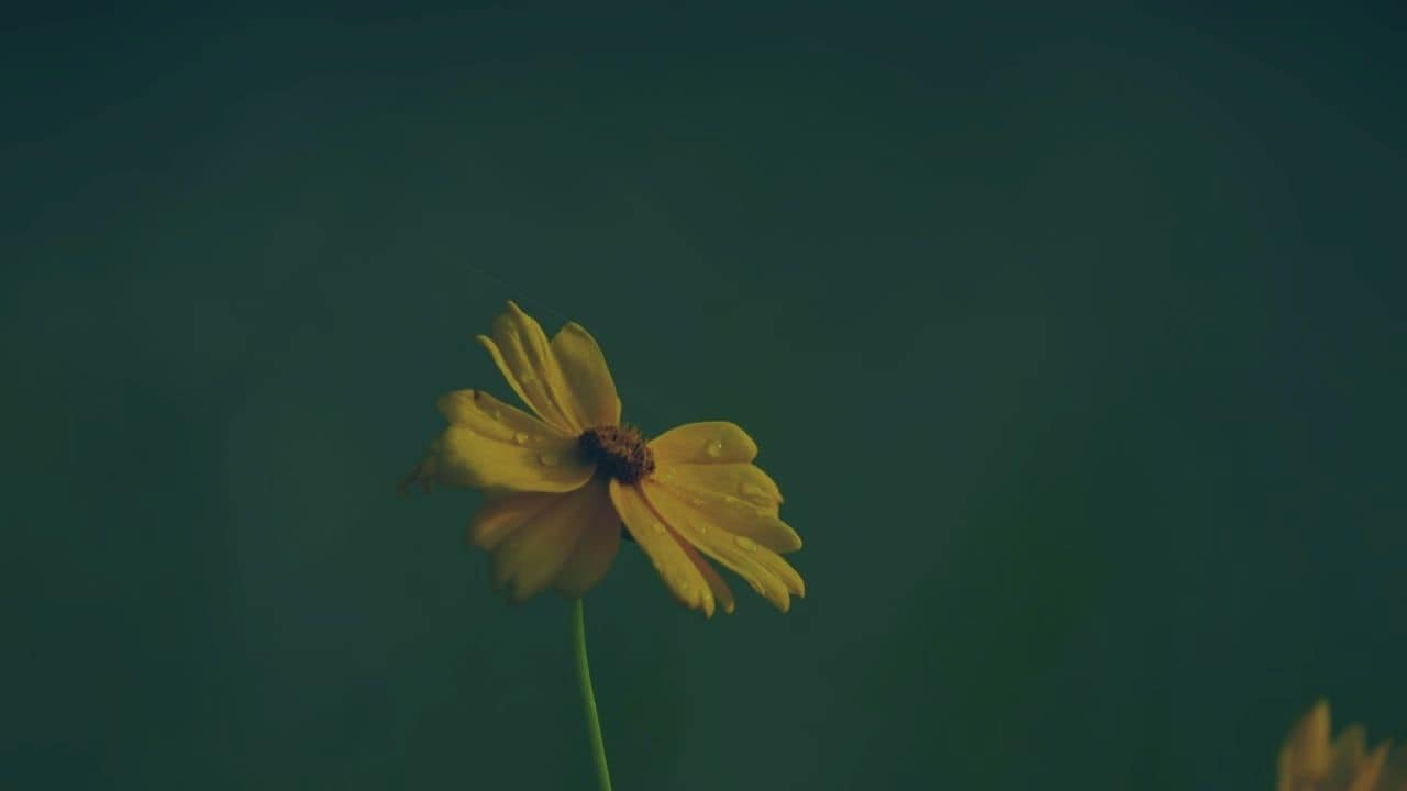 Eine echte Geschichte aus der AtemFlow Community